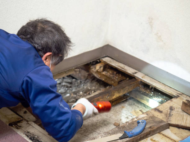 Best Crawl Space Mold Removal  in Concord, NH