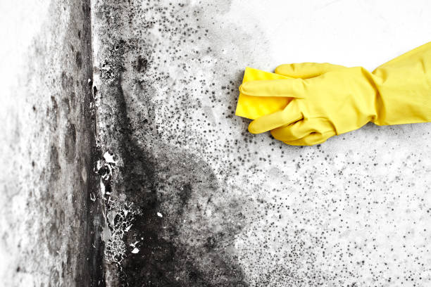 Best Fast Mold Removal  in Concord, NH