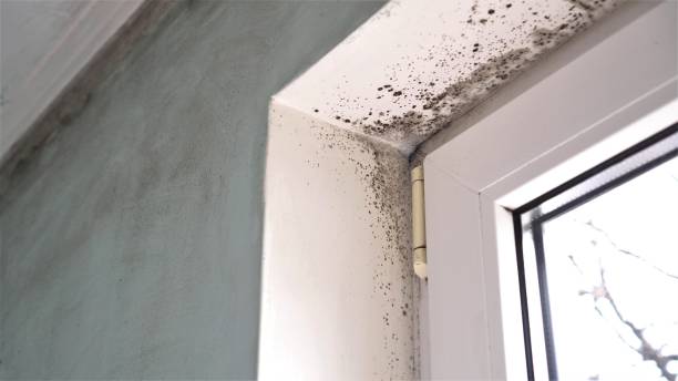 Reliable Concord, NH Mold Removal Solutions