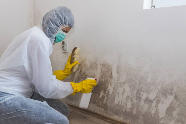 Best Emergency Mold Removal  in Concord, NH