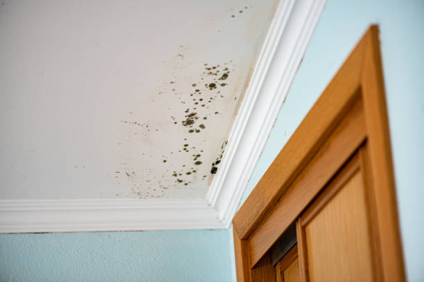 Best Mold Damage Repair  in Concord, NH