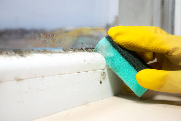 Best Office Mold Removal Services  in Concord, NH