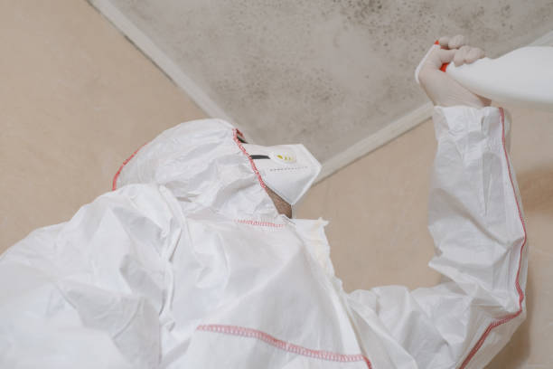 Office Mold Removal Services in Concord, NH