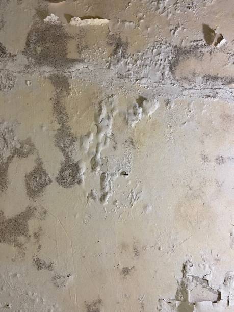 Best Crawl Space Mold Removal  in Concord, NH
