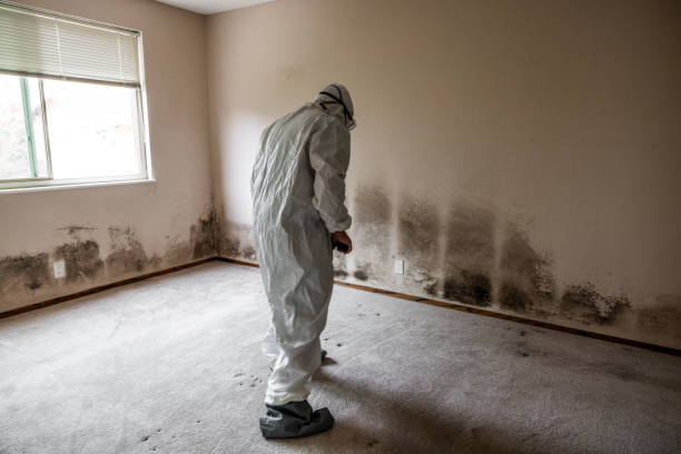 Best Local Mold Removal Service  in Concord, NH