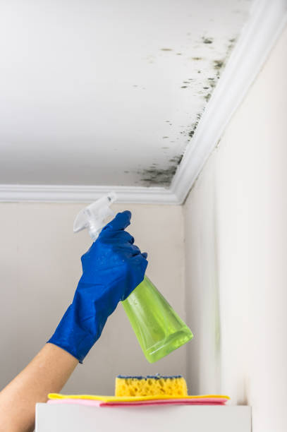 Best Office Mold Removal Services  in Concord, NH