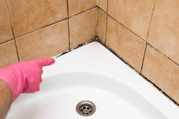 Best Affordable Mold Removal  in Concord, NH