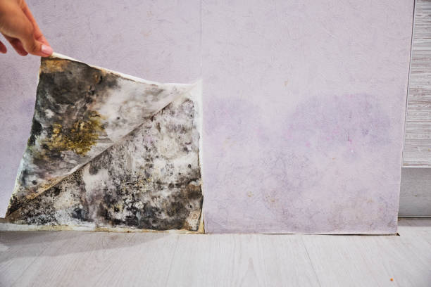 Office Mold Removal Services in Concord, NH